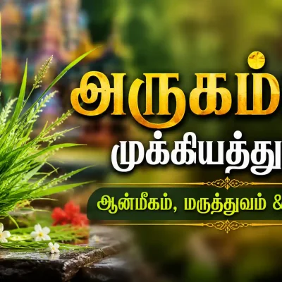 பசுமையான தரைப்பகுதியில் வளர்ந்துள்ள அருகம்புல்லின் நெருங்கிய தோற்றம்